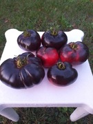 Syberian Tiger Claws pomidor kolekcjonerski