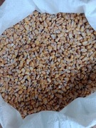 KUKURYDZA SUCHA ZIARNO 20KG NA PASZE ZBIÓR 2025