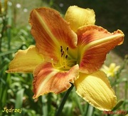 Hemerocallis / Liliowiec: Jędrzej