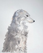 Akwarela A5 "Chart afgański", malowana ręcznie, pies, rasa, srebrny