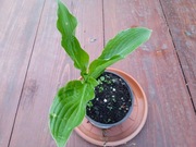 Funkia, hosta - liście zielone z falistym brzegiem