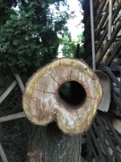 Pieniek z czeremchy z naturalnym otworem