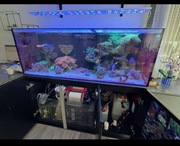 Redsea 525XL Akwarium morskie OKAZJA przez tydzień !