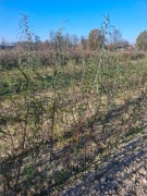 Ukorzenione sadzonki wierzba miododajna