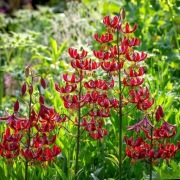 Lilia złotogłów 'Claude Shride' Lilium martagon