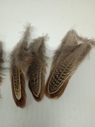 Pióra bażanta migdałowego 5-8 cm naturalne 15 sztuk