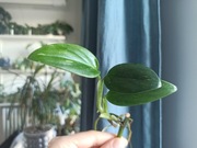 Monstera Standleyana Variegata Cobra