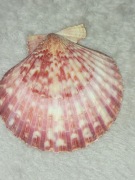 Muszla muszla muszla 