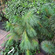 SOSNY. DUŻE  IGLAKI W DONICY DO OGRODU 75zł