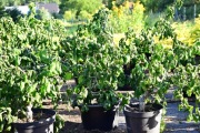 Sprzedam duże  sadzonki leszczyny (Corylus avellana 'Contorta') 