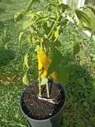 Papryka chili pepper żółta/yellow nasiona kolekcjonerskie