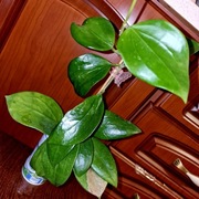 Hoya, hoja ~ sp.  CHIANG MAI/ POTSSII ~ dorosła, rosnąca