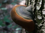 Czyreń huba korzeniowiec pniarek grzyby wraz z kawałkiem drewna