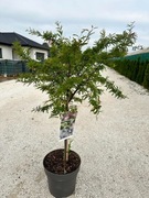 Kalliandra 'Dixie Pink' na pniu