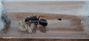 Formica cunicularia + potomstwo 