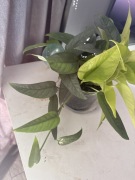 Epipremnum pinnatum 'Cebu Blue'