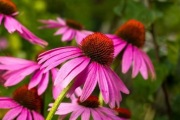 Jeżówka purpurowa - miododajna echinacea puppurea buduj odporność 5 szt