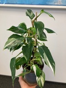 Filodendron White Princess