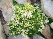 Rozchodnik Sedum trollii 