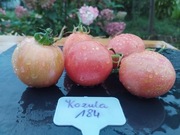 KOZULA 184 nasiona Pomidor Kolekcjonerski