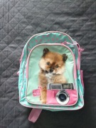 Plecak szkolny usztywniane plecy 