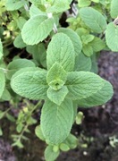 Mięta włoska omszona