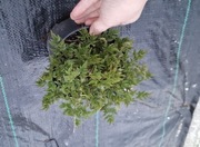 Parzydło blekotolistne miniaturowe