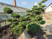 Bonsai Jałowiec Juniperus Gry Owl 