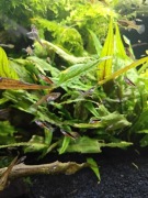 Gupik Endlera Santa Maria pakiet 10 sztuk