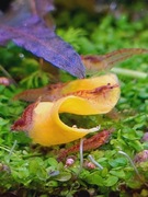 Suszona dynia Hokkaido 5g pokarm dla krewetek