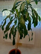 Dracena około 2 metry 