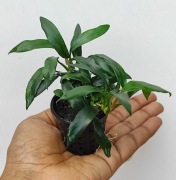 Rarytas Anubias Dragon Claw, nieduży gatunek jak palemka. Nisko rośnie.