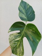 Monstera jungle mint 