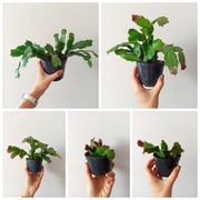 Rośliny z nadwyżek 