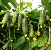 Ogórek Kybria F1 - Nasiona Holenderskie