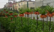 Fritillaria Korona Cesarska Pomarańczowa Aurora L 16-18 obw+gratis 