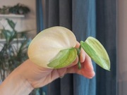 Scindapsus Jade Satin Aurea