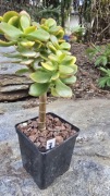 Grubosz Crassula Hot Lip