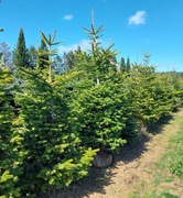 Jodła Abies nordmanniana 250-300 cm
