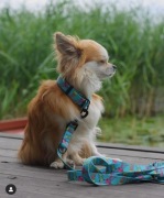 Obroża Jellyfish taśma 2 cm S (34-40cm)