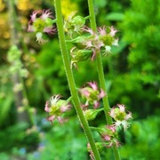 Telima wielkokwiatowa / Tellima grandiflora
