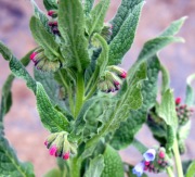 Żywokost Kaukaski -sadzonki