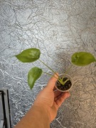 Nadwyżki parapetowe, alokazja cucullata z bulwy hydroponika