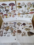 Ilustracje tablice grzyby z lat 80 tych 
