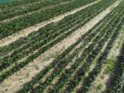 Jodła kaukaska 2/1 sadzonki / świerk srebrny 