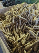 Pietruszka worek 20 kilo z własnej plantacja od rolnika 