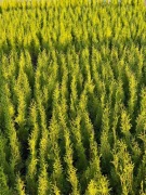 TUJA SZMARAGD w doniczce p9 30/45 cm 