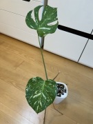 Monstera Thai Constellation