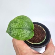 Kolekcjonerskie pnącze - scindapsus Silver Splash w ukorzenianiu