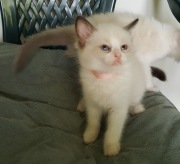 Kocięta Ragdoll wychowane z pieskiem z Rodowodem